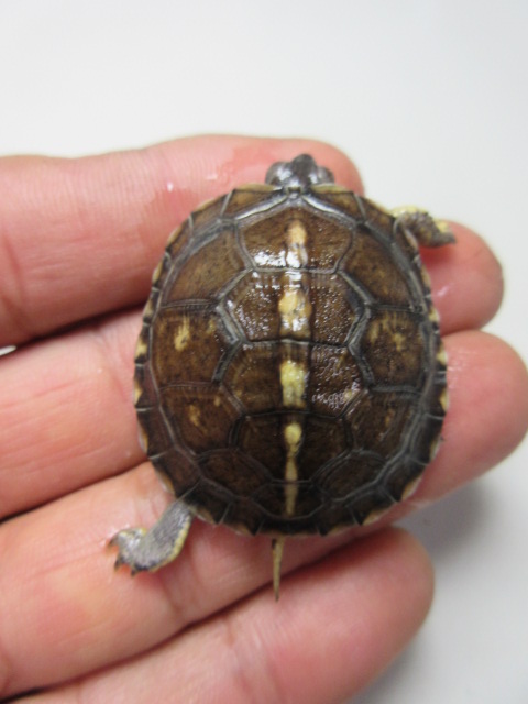 image374
