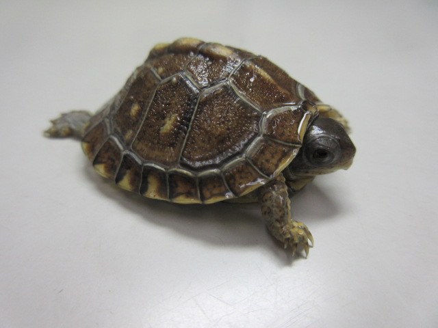 image375