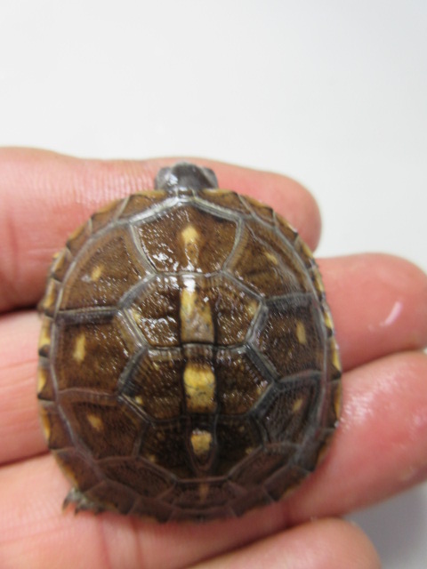 image376