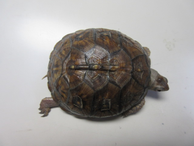 image448