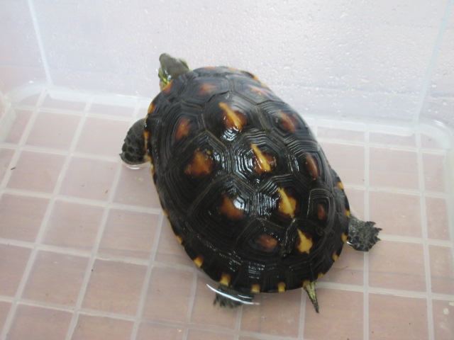 image53