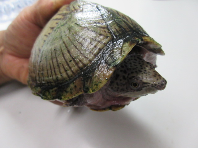 image88